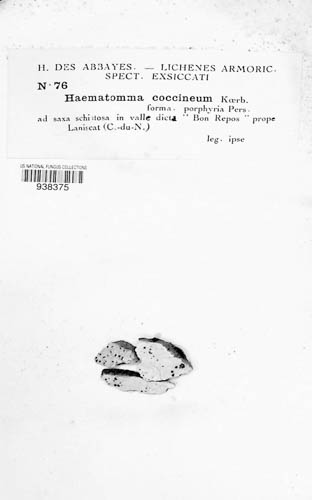 Haematomma ochroleucum image